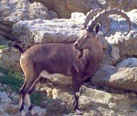Nubian Ibex